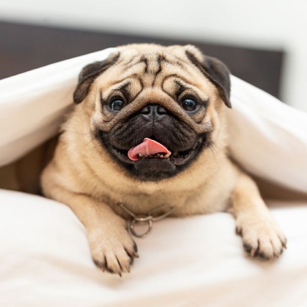 Pug