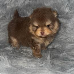 Frost - Chocolate and tan male Pomeranian puppy in Perry County, Ohio from Speechless Pom’s