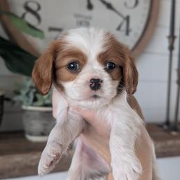 Max - Blenheim male Cavalier King Charles Spaniel puppy in Stevens, Pennsylvania from Jodi's Cavalier King Charles Spaniels and Cavapoos