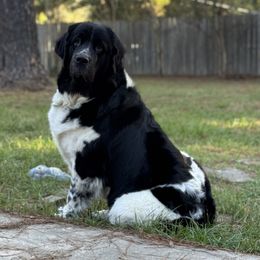 Sophie - Newfoundland