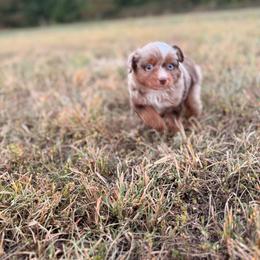 Clark - Red merle male Toy Australian Shepherd puppy in Steelville, Missouri from Rafter 7E Aussies