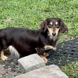 Yara - Dachshund