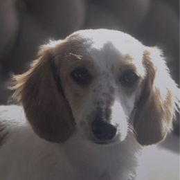 Honey - Dachshund