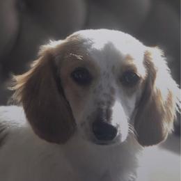 Honey - Dachshund