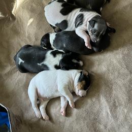 Rat Terrier Puppies from Kelly’s Ratters