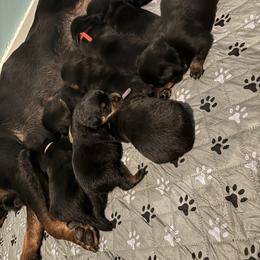 Girl 4 - Black and mahogany female Rottweiler puppy in Detroit, Michigan from Dark Storm Kennels