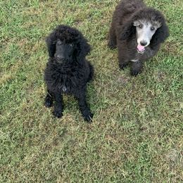 Poodle Puppies from Poodle Palace 918