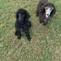 Poodle Puppies from Poodle Palace 918