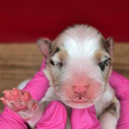 Quinn4Boy1- BMM,NBT,AKC,OFAs,Genetics - Blue merle male Australian Shepherd puppy in South Hill, Virginia from Silverside Aussies LLC