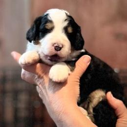 Freedom - Tri-color female Bernedoodle puppy in Kansas City, Missouri from Beary GoldenDoodles