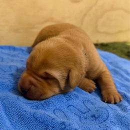 Purple collar - Yellow female Labrador Retriever puppy in Carriere, Mississippi from Cajun Water Retrievers