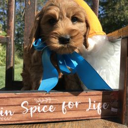 Australian Labradoodle Puppies from Wild Daisy Labradoodles