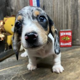 Olive - Dapple female Dachshund puppy in Redding, California from CountrySide Wieners