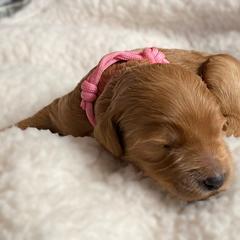 Double Doodle and Goldendoodle Puppies from Golden Paw Doodles