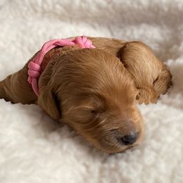 Double Doodle and Goldendoodle Puppies from Golden Paw Doodles