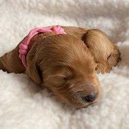 Double Doodle and Goldendoodle Puppies from Golden Paw Doodles