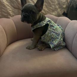 Girly - Blue fawn female French Bulldog puppy in Antioch, California from Wrinklez N Pawz Frenchies