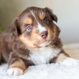 Dawson - Red tri-color male Miniature American Shepherd puppy in Tonopah, Arizona from King's Miniature American Shepherds