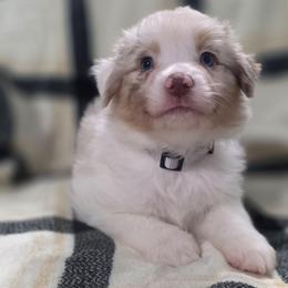 Gray Collar-Millie - Red merle female Miniature American Shepherd puppy in Statesboro, Georgia from Azure Miniature American Shepherds