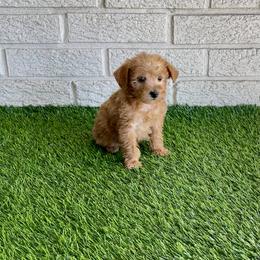 Lizzy - Apricot female Poodle puppy in Bay City, Texas from Billy's Puppies