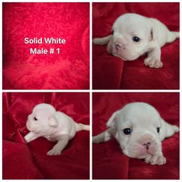 Bulldog Puppies from Chief Bulldogs