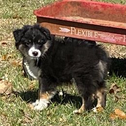 Australian Shepherd Puppies from Stockton Family Farm
