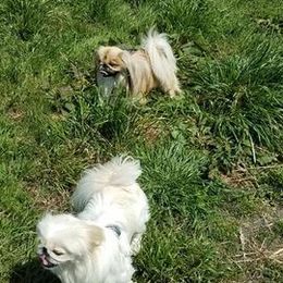 Pekingese from Debbie Jansen's Pekingese