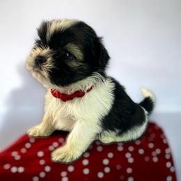 AKC-Raven - Tricolor female Shih Tzu puppy in Mooresville, North Carolina from Juji Shih Tzu