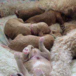 French Bulldog and Goldendoodle Puppies from Good Vibes Puppies