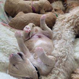 French Bulldog and Goldendoodle Puppies from Good Vibes Puppies