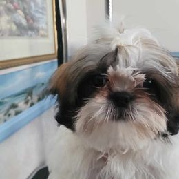 Beau - Tricolor Shih Tzu puppy in Banning, California from Chibisue Shih Tzus