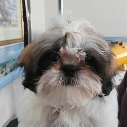 Beau - Tricolor Shih Tzu puppy in Banning, California from Chibisue Shih Tzus