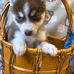 Kit Kat - Chocolate male Pomsky puppy in Blackfoot, Idaho from Snake River Pomskys