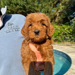Red - Red  male Goldendoodle puppy in Indian Trail, North Carolina from Castleberry Doodles and Poodles