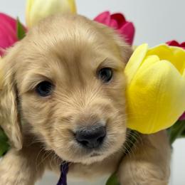 Serenity - Cream female Dachshund puppy in Murfreesboro, Tennessee from Kimbrie's Dream Cream Doxies