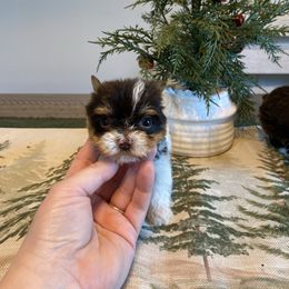 Tyson chocolate parti - Parti male Yorkshire Terrier puppy in Yukon, Oklahoma from Tiffs Yorkie babies