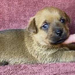 Serephina's Boy - Red male Norfolk Terrier puppy in Bristol, Tennessee from Holston Hollow Farm