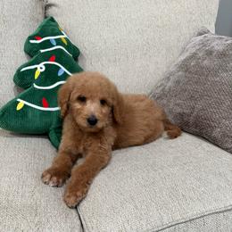 Red - Red  male Goldendoodle puppy in Bakersfield, California from Lavish Doodles