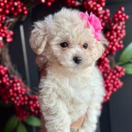 Faith - Cream female Poodle puppy in Adolphus, Kentucky from Deerly Poodles