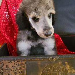 Poodle Puppies from My Buddies Puppies