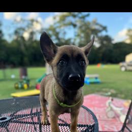Green Collar - Fawn male Belgian Malinois puppy in Nashville, North Carolina from Kings K9 Kennel & Training, LLC