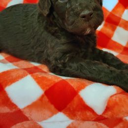 Poodle Puppies from Coco Puffs Poodles