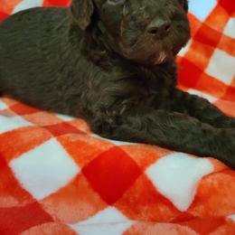 Poodle Puppies from Coco Puffs Poodles