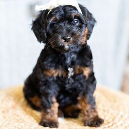 Maple - Phantom female Goldendoodle puppy in Bradenton, Florida from Doodle Acres