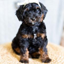 Maple - Phantom female Goldendoodle puppy in Bradenton, Florida from Doodle Acres