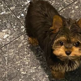 Shih Tzus and Yorkshire Terriers from Bebe AKC Puppies