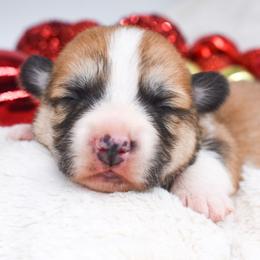 Boy 1 - Red male Pembroke Welsh Corgi puppy in San Antonio, Texas from Moxxi's Legacy Corgis