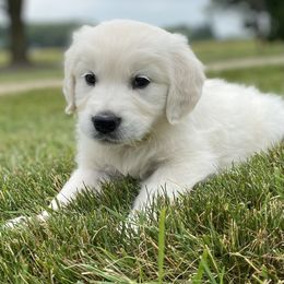 Golden Retriever Puppies from Luckie Puppies