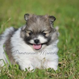 May (Sable) - Chocolate sable female Pomeranian puppy in Saint Ignatius, Montana from Pomeranians Montana