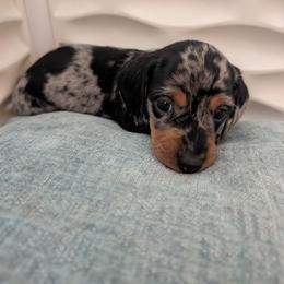 Oreo - Dapple male Dachshund puppy in Hope, Michigan from Knotty Woods/ Hope Heelers